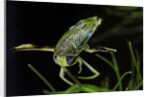 Corixa sp. (water boatman) by Anonymous