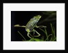 Corixa sp. (water boatman) by Anonymous