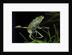Corixa sp. (water boatman) by Anonymous