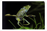 Corixa sp. (water boatman) by Anonymous