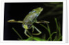 Corixa sp. (water boatman) by Anonymous