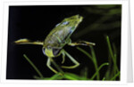 Corixa sp. (water boatman) by Anonymous