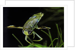 Corixa sp. (water boatman) by Anonymous