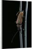 Corymbia rubra (red-brown longhorn beetle) by Anonymous