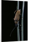 Corymbia rubra (red-brown longhorn beetle) by Anonymous