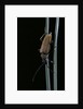 Corymbia rubra (red-brown longhorn beetle) by Anonymous