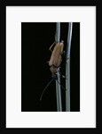 Corymbia rubra (red-brown longhorn beetle) by Anonymous