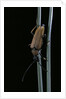 Corymbia rubra (red-brown longhorn beetle) by Anonymous