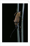 Corymbia rubra (red-brown longhorn beetle) by Anonymous