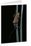 Corymbia rubra (red-brown longhorn beetle) by Anonymous