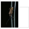 Corymbia rubra (red-brown longhorn beetle) by Anonymous