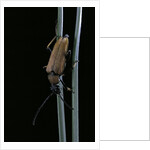 Corymbia rubra (red-brown longhorn beetle) by Anonymous