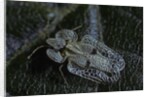 Corythucha ciliata (sycamore lace bug) by Anonymous