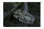 Corythucha ciliata (sycamore lace bug) by Anonymous