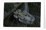 Corythucha ciliata (sycamore lace bug) by Anonymous