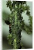 Crematogaster scutellaris - ants with aphids by Anonymous