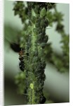 Crematogaster scutellaris - ants with aphids by Anonymous