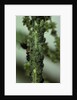Crematogaster scutellaris - ants with aphids by Anonymous