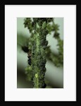 Crematogaster scutellaris - ants with aphids by Anonymous
