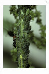 Crematogaster scutellaris - ants with aphids by Anonymous