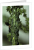 Crematogaster scutellaris - ants with aphids by Anonymous