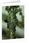 Crematogaster scutellaris - ants with aphids by Anonymous