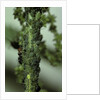 Crematogaster scutellaris - ants with aphids by Anonymous