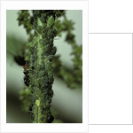 Crematogaster scutellaris - ants with aphids by Anonymous