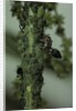 Crematogaster scutellaris - ants with aphids by Anonymous