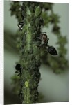 Crematogaster scutellaris - ants with aphids by Anonymous