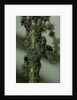 Crematogaster scutellaris - ants with aphids by Anonymous