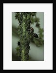 Crematogaster scutellaris - ants with aphids by Anonymous