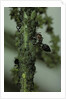 Crematogaster scutellaris - ants with aphids by Anonymous