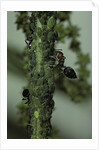 Crematogaster scutellaris - ants with aphids by Anonymous