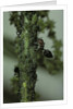 Crematogaster scutellaris - ants with aphids by Anonymous