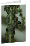 Crematogaster scutellaris - ants with aphids by Anonymous