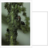 Crematogaster scutellaris - ants with aphids by Anonymous