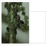 Crematogaster scutellaris - ants with aphids by Anonymous