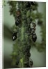 Crematogaster scutellaris - ants with aphids by Anonymous