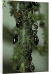 Crematogaster scutellaris - ants with aphids by Anonymous