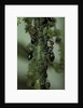Crematogaster scutellaris - ants with aphids by Anonymous