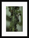 Crematogaster scutellaris - ants with aphids by Anonymous