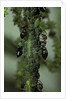 Crematogaster scutellaris - ants with aphids by Anonymous