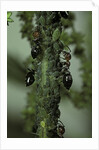 Crematogaster scutellaris - ants with aphids by Anonymous