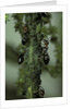 Crematogaster scutellaris - ants with aphids by Anonymous
