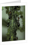Crematogaster scutellaris - ants with aphids by Anonymous