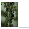 Crematogaster scutellaris - ants with aphids by Anonymous