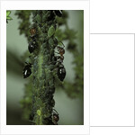 Crematogaster scutellaris - ants with aphids by Anonymous
