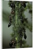 Crematogaster scutellaris - ants with aphids by Anonymous