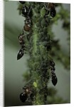 Crematogaster scutellaris - ants with aphids by Anonymous